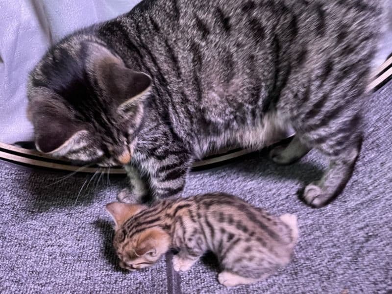 Bengal 2 months old female named Serenity for sale in Snohomish County, Washington | Petmeetly