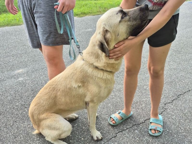 Anatolian Shepherd 1 year 2 months old female large named Heidi for adoption in Orange County, Florida | Petmeetly