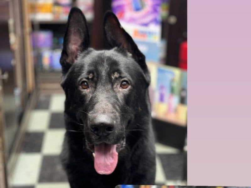 Black German Shepherd 3 years 10 months old male large named Max for breeding in Westchester County, New York | Petmeetly