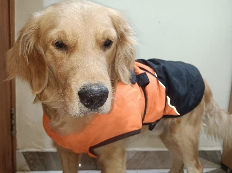 Golden Retriever 2 years 4 months old male large named Scoobo for breeding in Patna Division, Bihar | Petmeetly