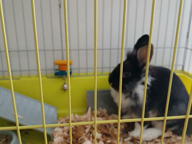 Lionhead 6 months old male named Fluffy for sale in Darke County, Ohio | Petmeetly