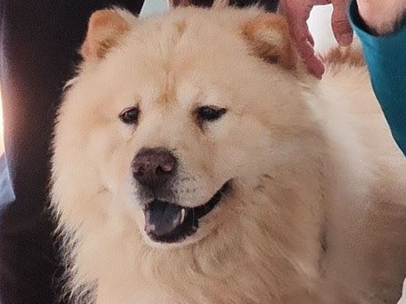Chow Chow 11 years old male large named Baxter for adoption in Duval County, Florida | Petmeetly