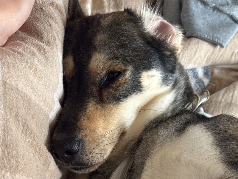 Husky 3 years 10 months old female medium named Sky for adoption in South Yorkshire, England | Petmeetly