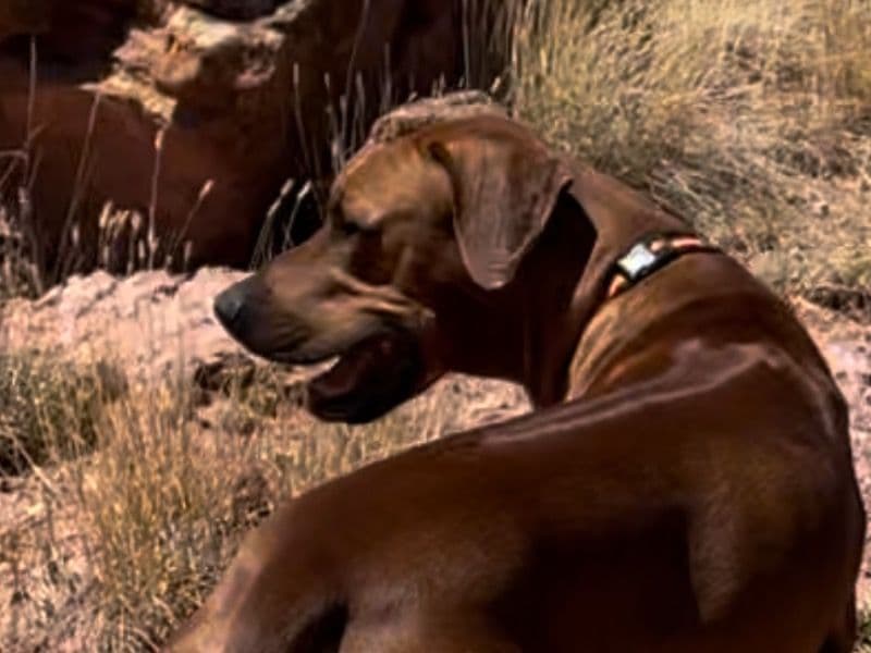 Rhodesian Ridgeback 4 years 1 month old male large named Orion for breeding | Petmeetly