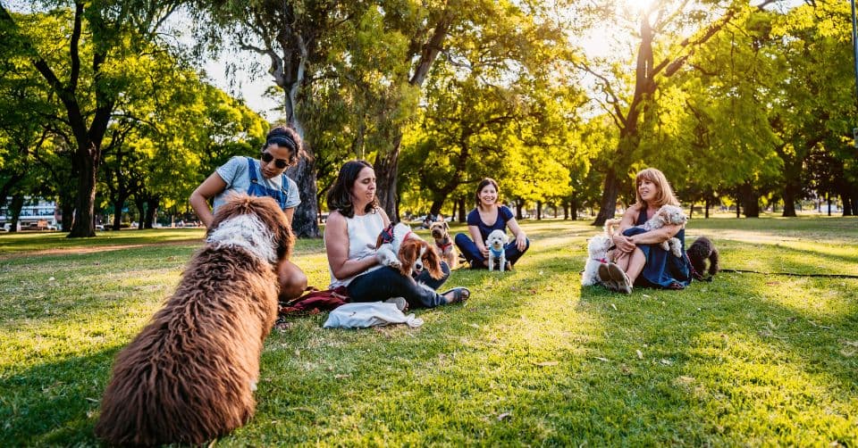 How To Socialize Your Pet – A Comprehensive Guide