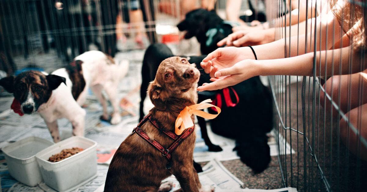 Dog Adopter’s Checklist (Before, During & After Adoption)