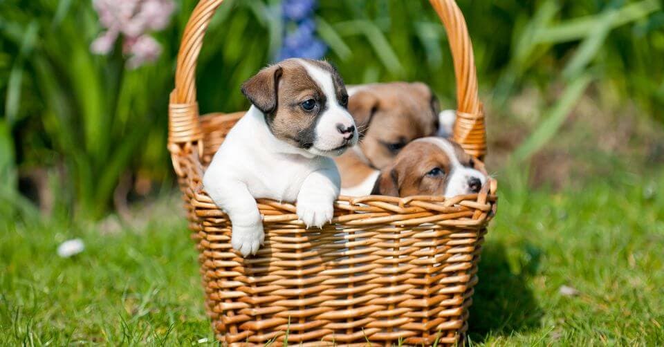 How to Re-home Your Pet on Petmeetly