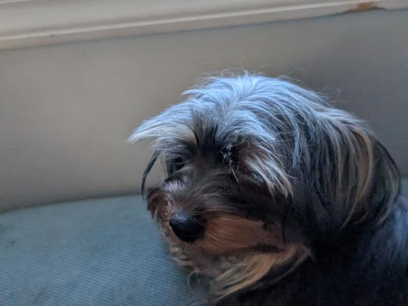 Pearl - Teacup Yorkshire Terrier success story